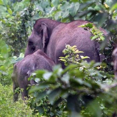 Gajah Liar di Hutan Adat Ghimbo Potai Kampar Resahkan Warga