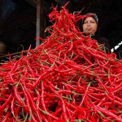 Harga Cabai Merah Tembus Rp100 Ribu, Pemko Pekanbaru Siapkan Subsidi Transportasi