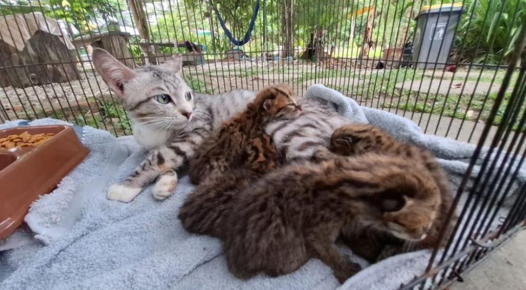 Empat Anak Kucing Hutan Terjebak Banjir di Kampar Berhasil Dievakuasi