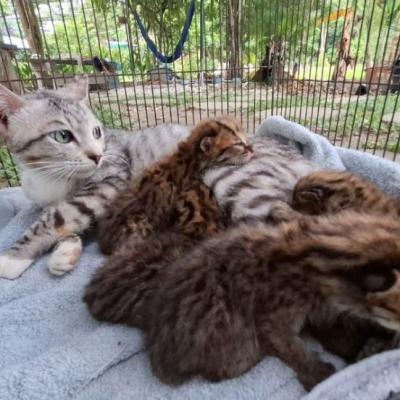 Empat Anak Kucing Hutan Terjebak Banjir di Kampar Berhasil Dievakuasi