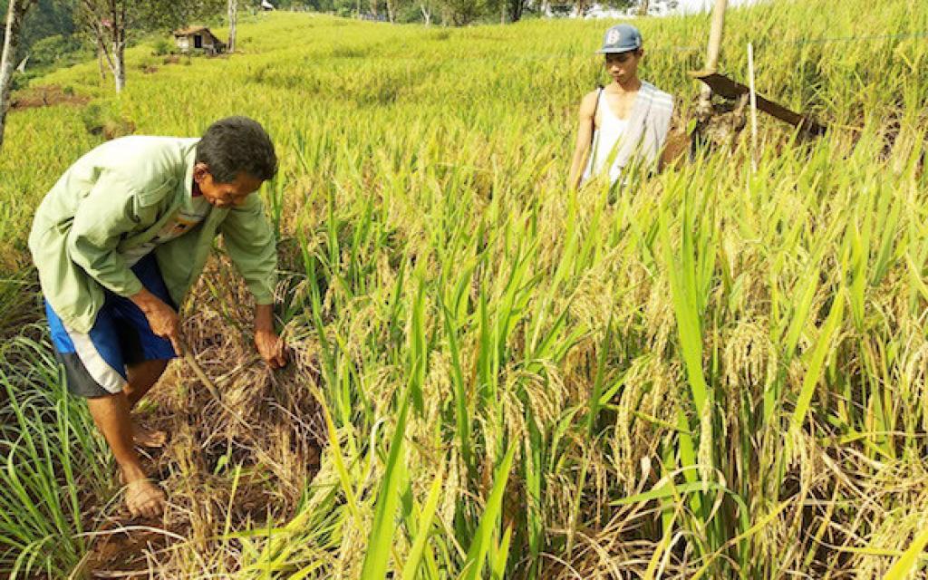 Bintan Jadi Lokasi Strategis Pengembangan Padi Gogo untuk Swasembada Pangan