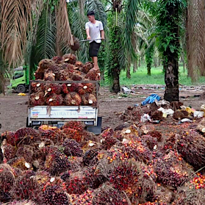 Harga TBS Sawit Kemitraan Swadaya Riau Naik, Petani Untung di Periode 1-15 April 2025