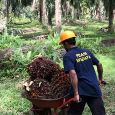 Harga TBS Sawit Mitra Swadaya di Riau Pekan ini Naik Jadi Rp3.658,61/Kg