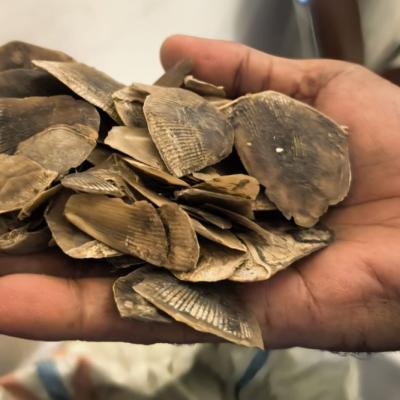 Hendak Jual  30 Kg Sisik Tenggiling Pria di Rokan Hilir Ditangkap Polisi