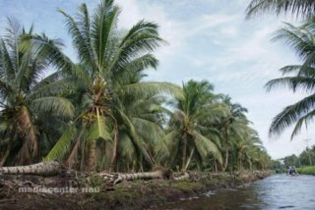 Kementerian Pertanian Alokasikan Bantuan 600 Ribu Bibit Kelapa Untuk Riau
