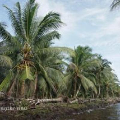 Kementerian Pertanian Alokasikan Bantuan 600 Ribu Bibit Kelapa Untuk Riau