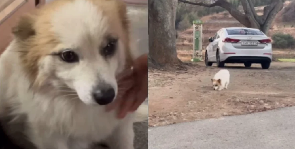 Kisah Seekor Anjing Peliharaan yang Sabar Menunggu Pemiliknya Pulang Tanpa Tahu Mereka Meninggal dalam Kecelakaan Pesawat Jeju