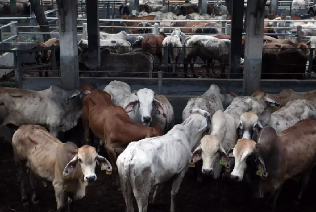 Indonesia Akan Impor 400.000 Sapi Saat Program Makanan Sekolah Dimulai