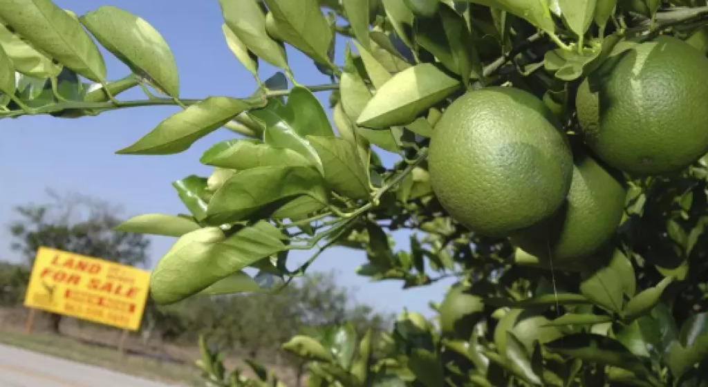 Jus Jeruk dan Baja AS Akan Masuk Daftar Pembalasan Kanada Jika Trump Berlakukan Tarif