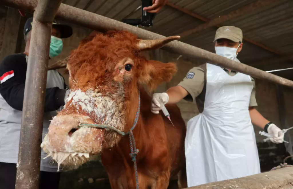 Jawa Timur Luncurkan Vaksinasi PMD yang Menyerang 11 Ribu Sapi