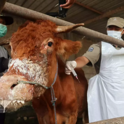 Jawa Timur Luncurkan Vaksinasi PMD yang Menyerang 11 Ribu Sapi