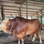 Stok Sapi Kurban di Pekanbaru Capai 3.514 Ekor, Disarankan Terus Lakukan Pengawasan