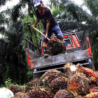 Harga TBS Kelapa Sawit Plasma Riau Periode 5-11 Maret 2025 Naik Jadi Rp3.713,64 per kilogram
