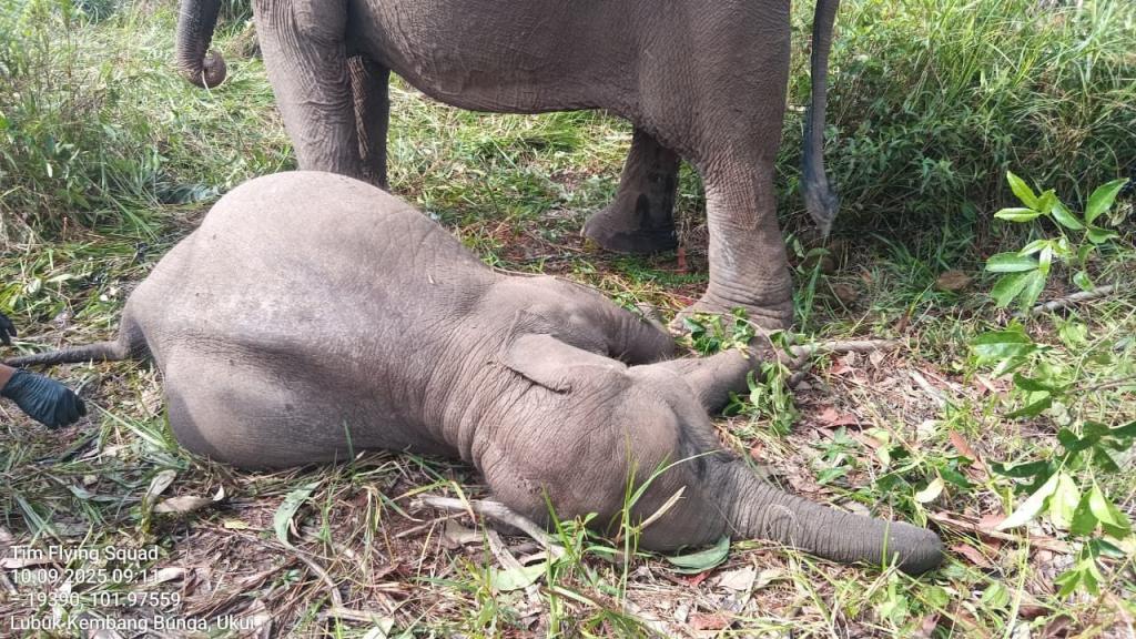 Jadi 'Anak Asuh Kapolda', Gajah Tari Ditemukan Mati di TNTN