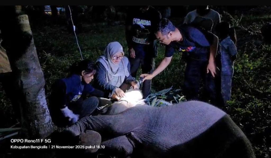 Sempat Kehilangan Nafsu Makan, Anak Gajah Laila di Pusat Konservasi Sebanga Mati
