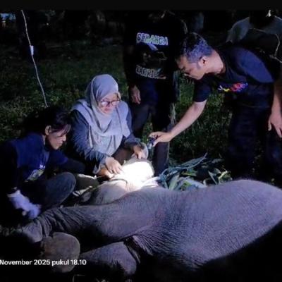 Sempat Kehilangan Nafsu Makan, Anak Gajah Laila di Pusat Konservasi Sebanga Mati