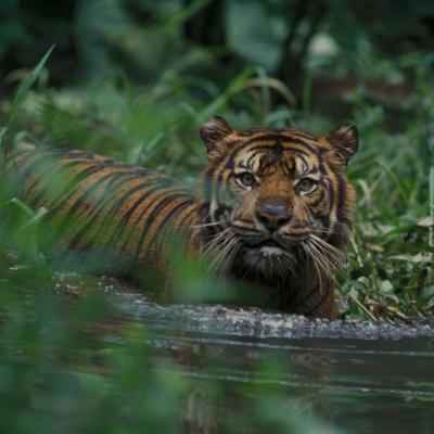 Heboh! Harimau Sumatera Masuk Camp Pekerja di Pelalawan