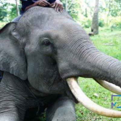 Picu Kekhawatiran Masyarakat, Gajah Liar Muncul di Tenayan Raya Pekanbaru, BKSDA Riau: Akan Segera Kami Evakuasi...