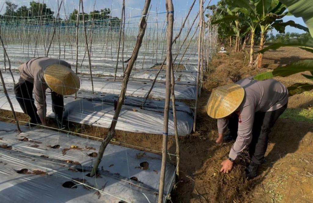 Polsek KKP Batam Ubah Lahan Tidur Jadi Sumber Pangan Produktif
