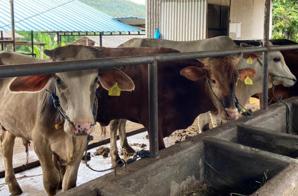 Ini Syarat Masukkan Hewan Kurban ke Batam