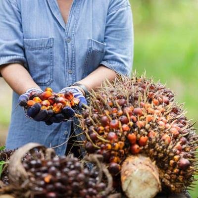 Harga TBS Kelapa Sawit Mitra Plasma di Riau Pekan ini Turun, Berikut Rinciannya